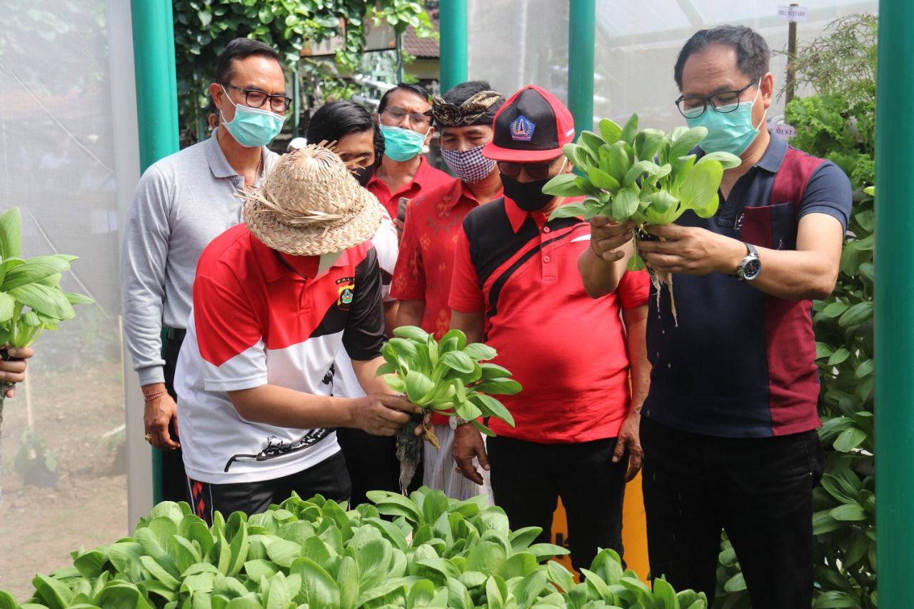 podiumnews.com-Monitoring Ketahanan Pangan, Suiasa Panen Sayuran Hidroponik